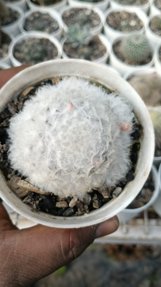 Mammillaria Plumosa Cactus (Bare Rooted)