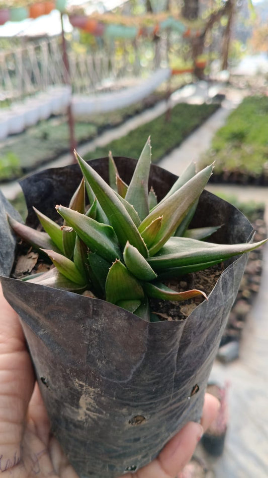 Black Gem Alworthia (With Soil, Plant & Pot)