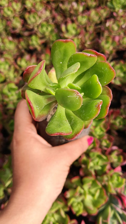 Frill Jade (With Soil, Plant & Pot)