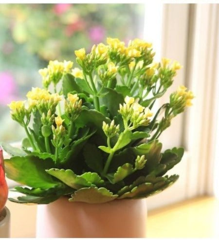 Kalanchoe Yellow (With Soil, Plant & Pot)