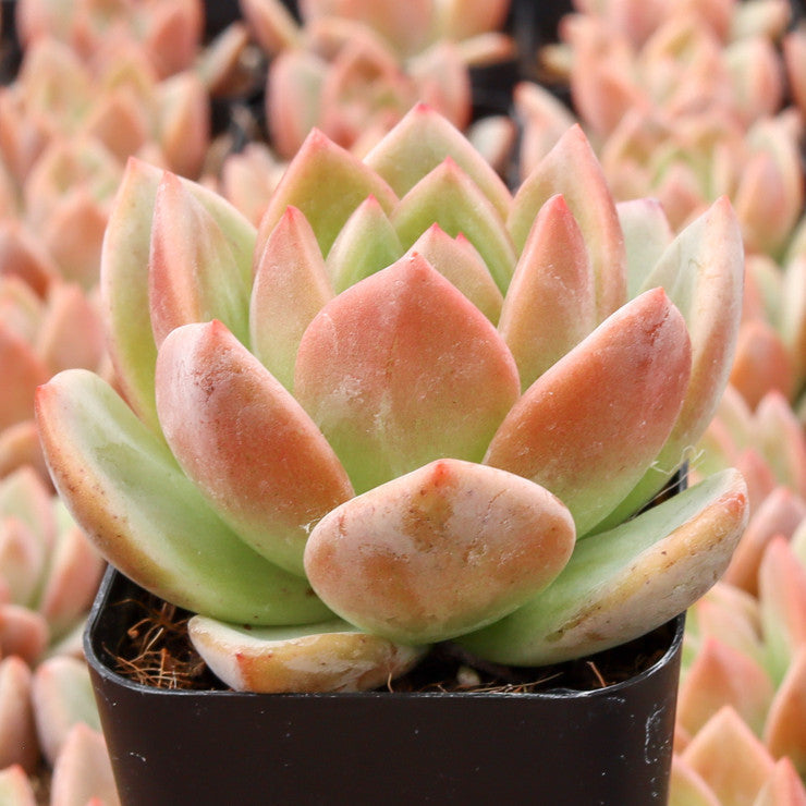 California Sunset (Bare Rooted)