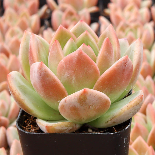 California Sunset (Bare Rooted)