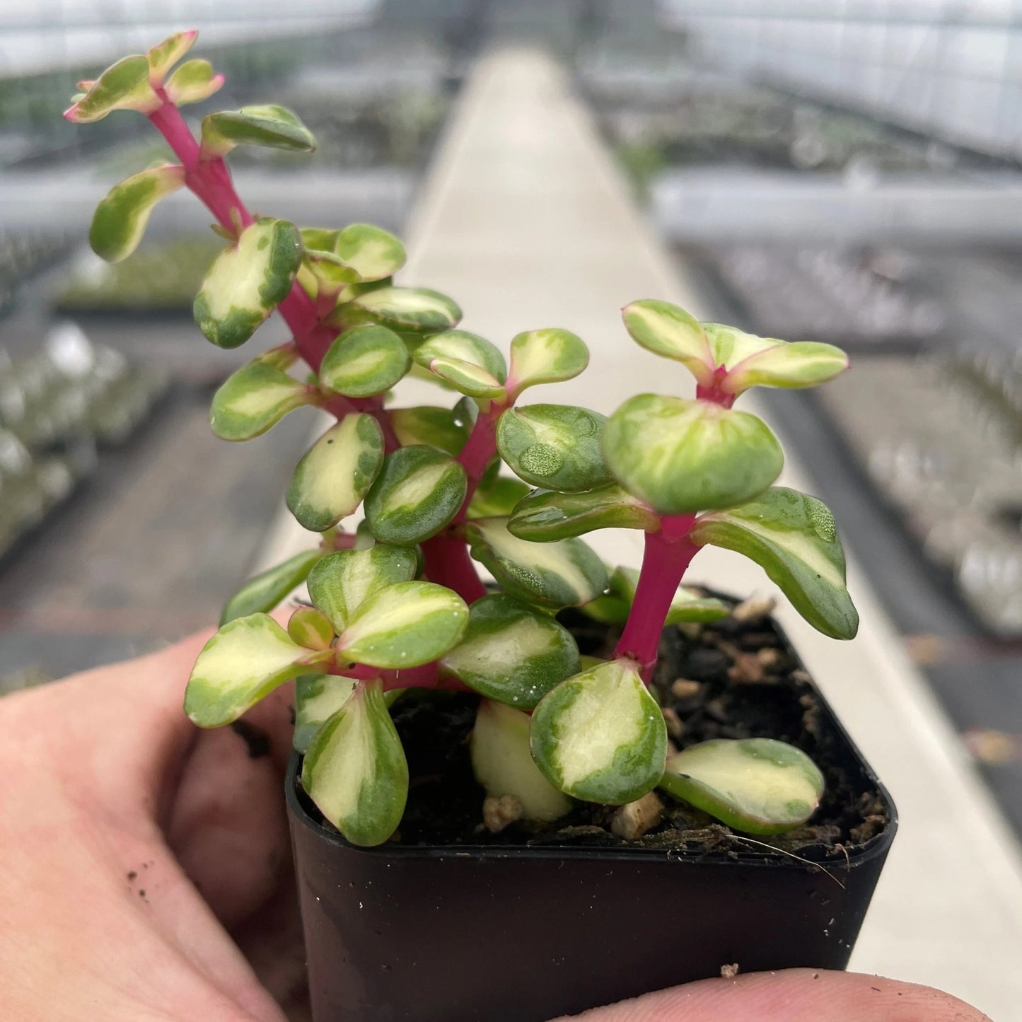 Variegated Portulacaria Afra (Bare Rooted)