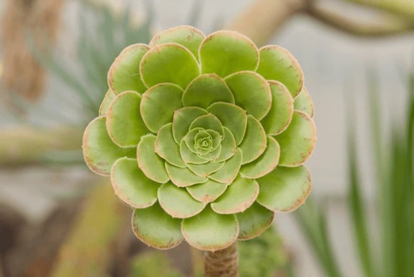 Aeonium Green (Bare Rooted)