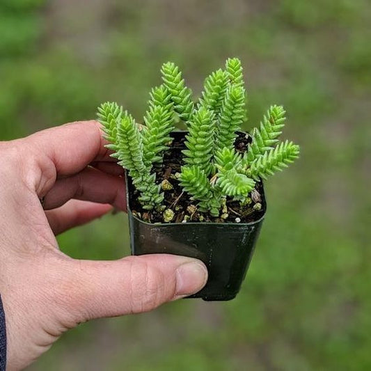 Cut Chain (With Soil, Plant & Pot)