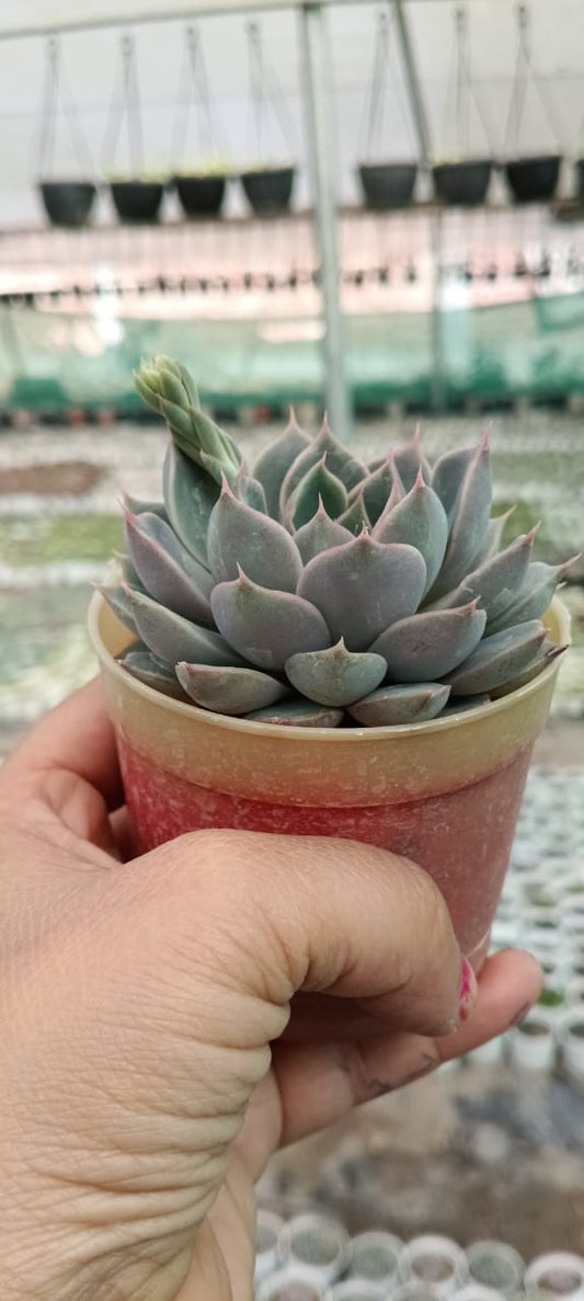 Echeveria Brown (With Soil, Plant & Pot)
