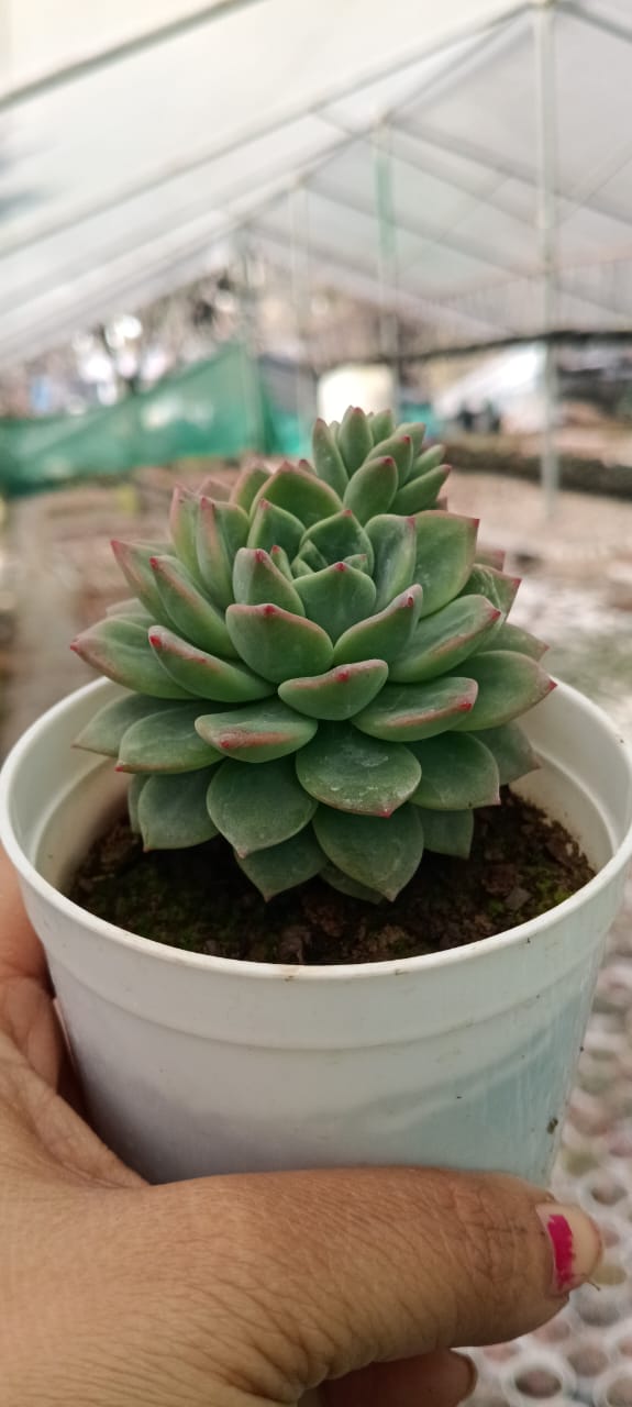 Echeveria Violet Queen With Soil, Plant & Pot)