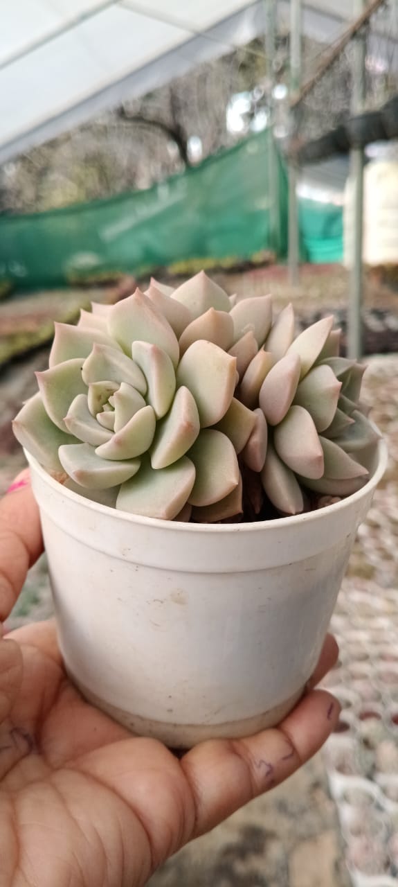 Graptoveria Titubans - Blue Lotus (With Soil, Plant & Pot)