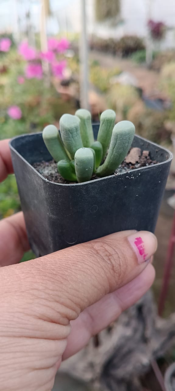 Fenestraria Baby Toes (With Soil, Plant & Pot)