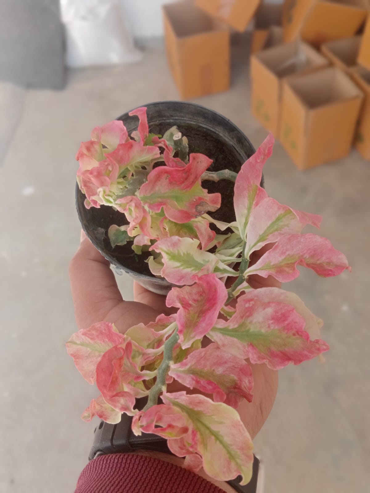 Pedilanthus Curly Pink