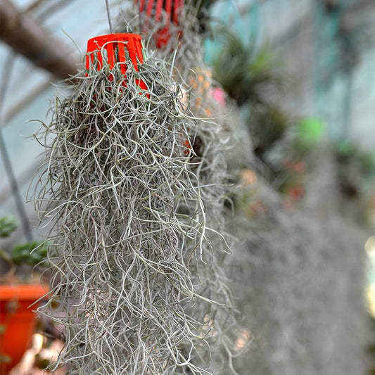 Spanish Moss Grass Hanging  (With Soil, Plant & Pot)