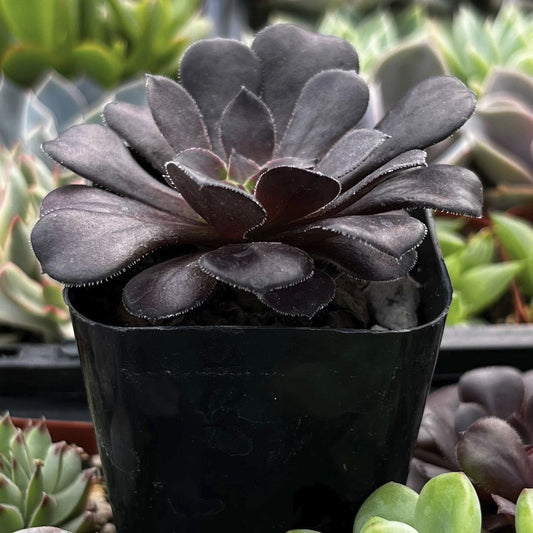 Aeonium Black Rose (With Soil, Plant & Pot)