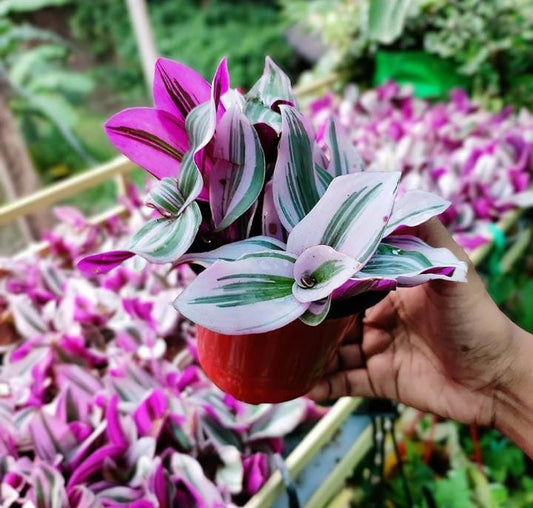 Tradescantia Pink (With Soil, Plant & Pot)