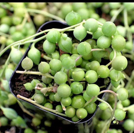 String of Pearls (Bare Rooted)