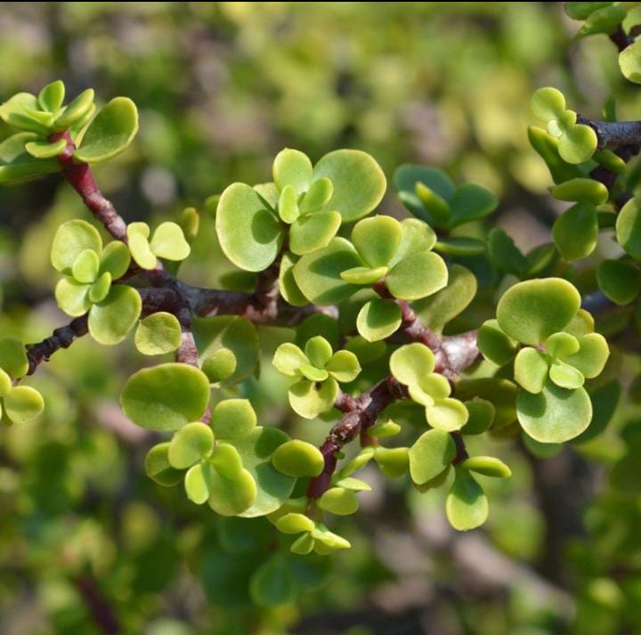 Green Elephant Bush (Bare Rooted)