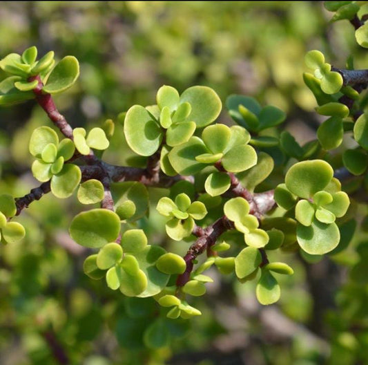 Green Elephant Bush (With Soil, Plant & Pot)