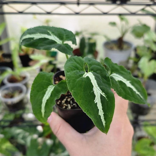 Syngonium Wendlandii (With Soil, Plant & Pot)