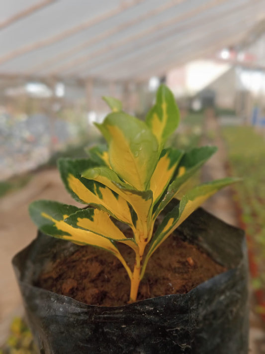 Croton Codiaeum Variegatum (With Soil, Plant & Pot)