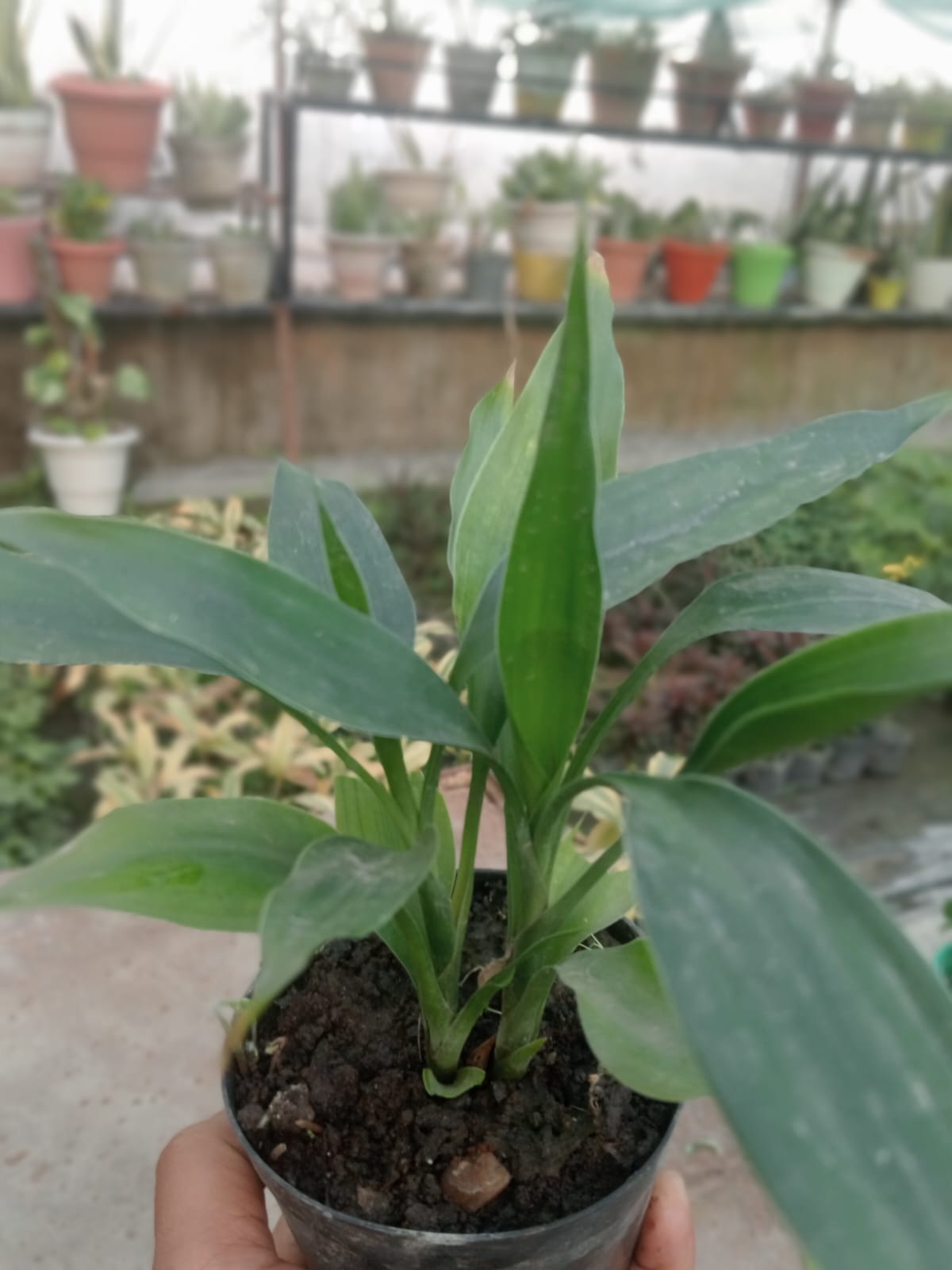 Cast Iron Plant (With Soil, Plant & Pot)