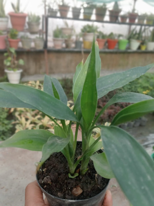 Cast Iron Plant (With Soil, Plant & Pot)