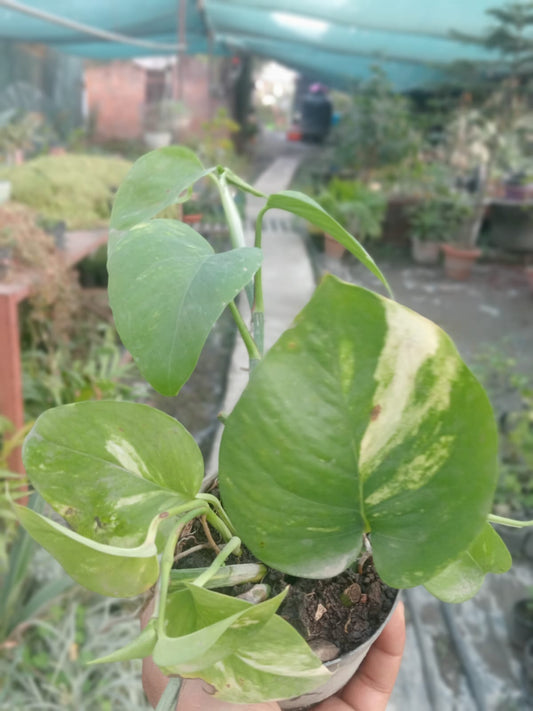 Monstera Deliciosa (With Soil, Plant & Pot)