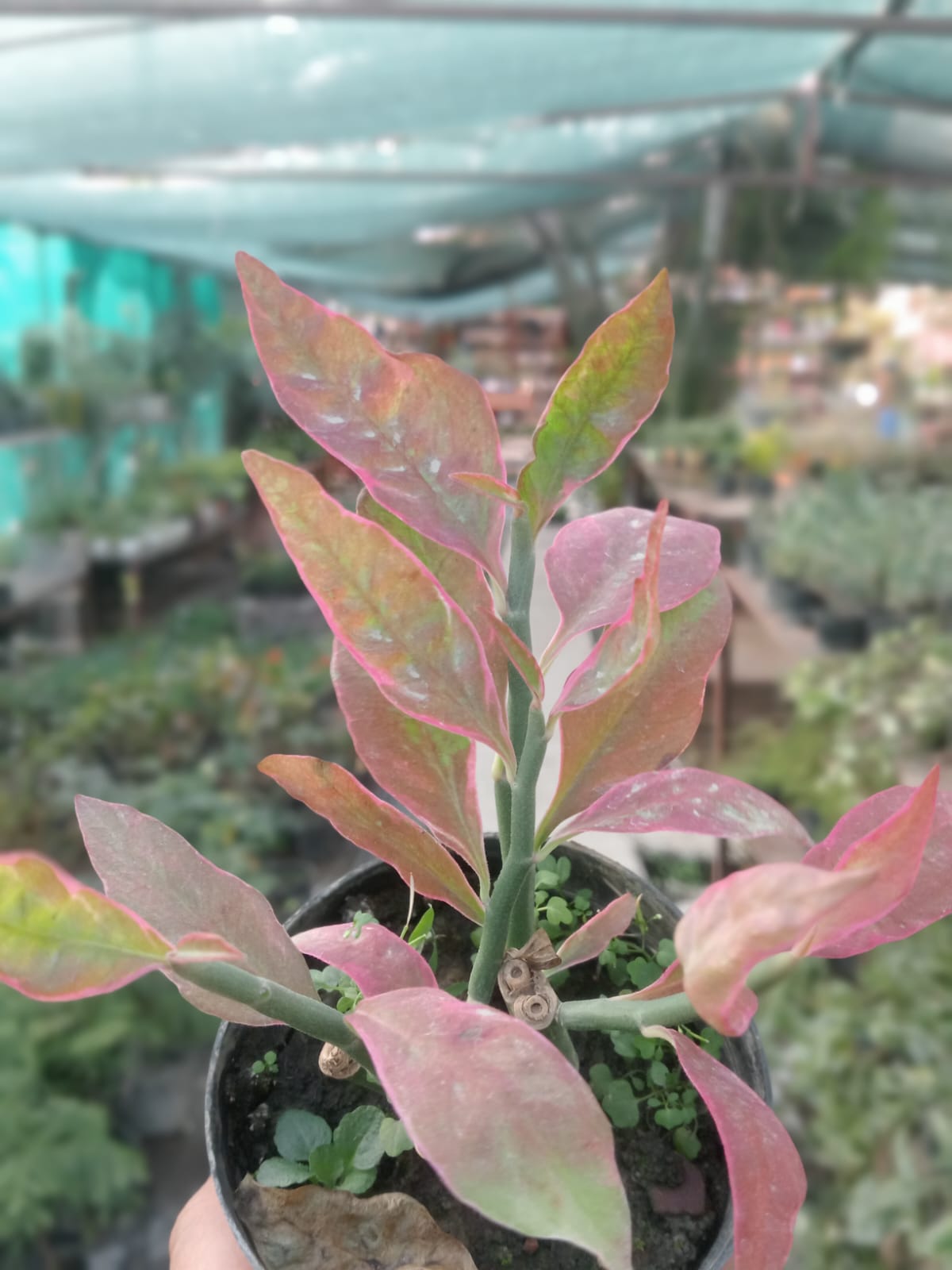 Rangchita Euphorbia  (Bare Rooted)