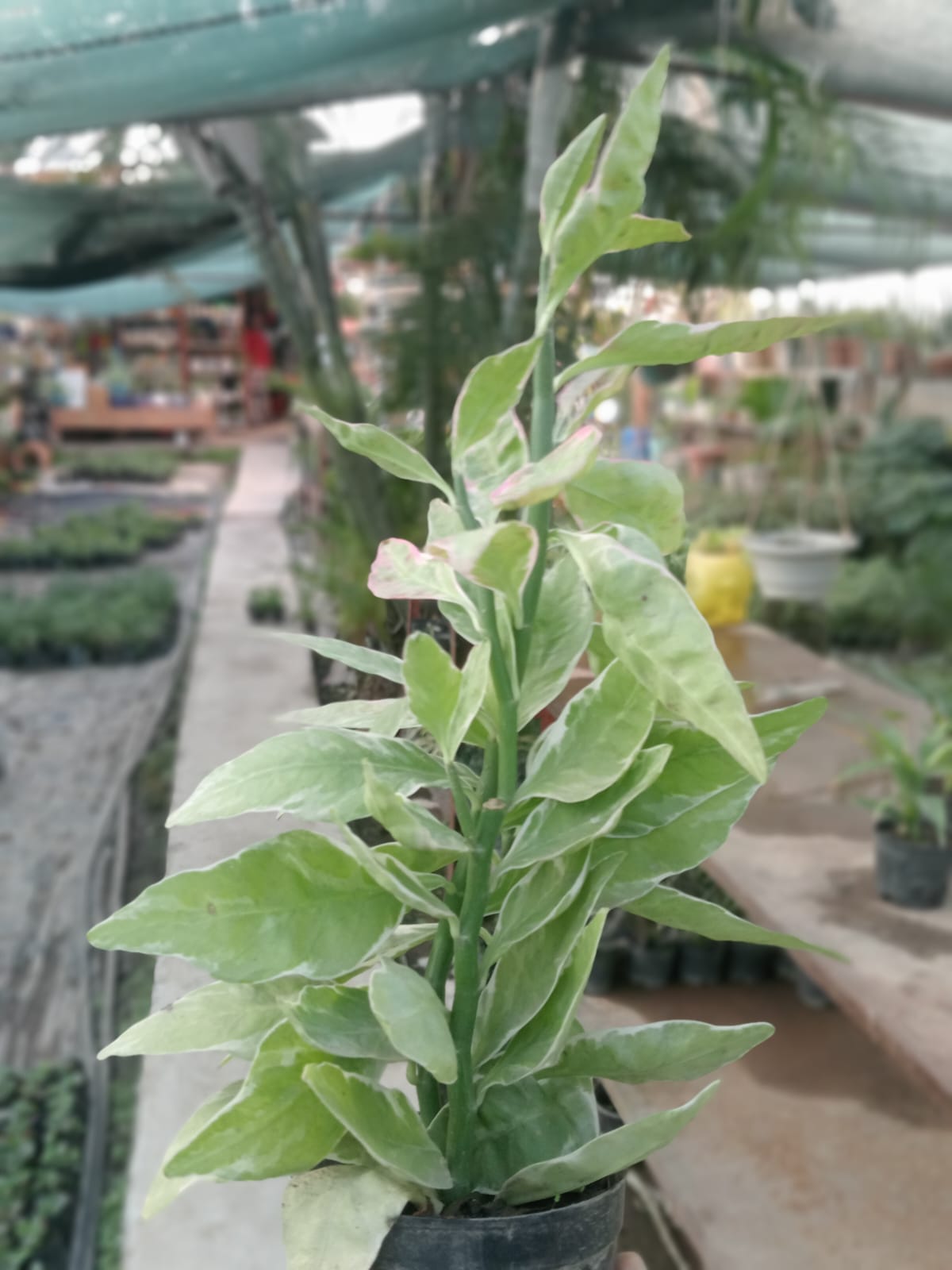 Devils Backbone (With Soil, Plant & Pot)