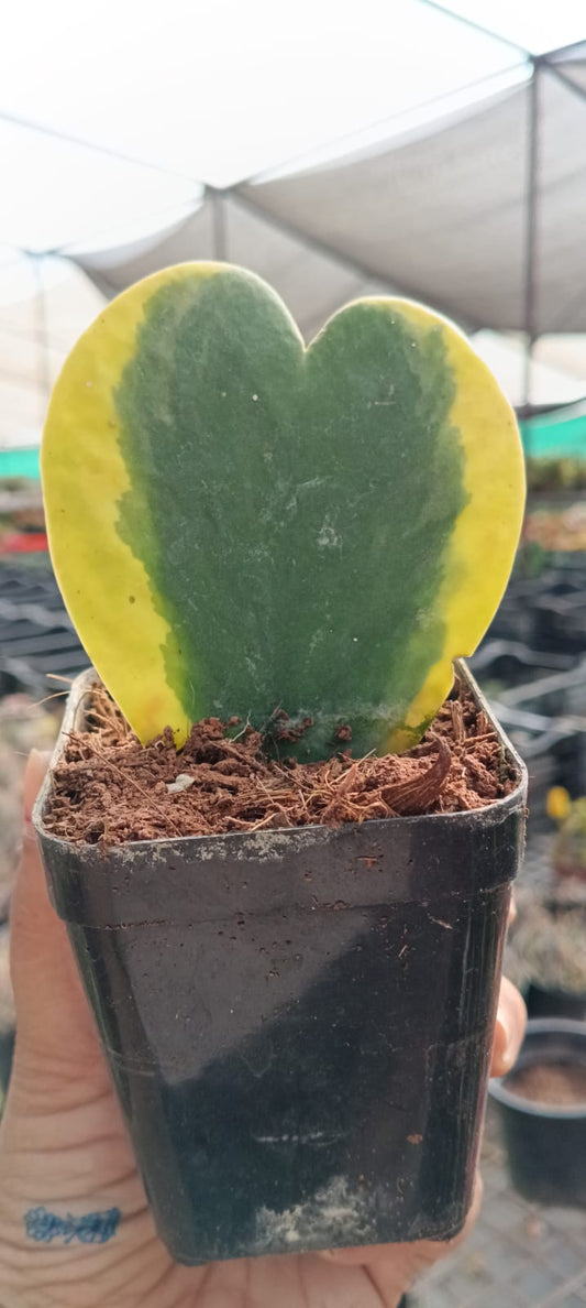 Variegata Hoya Heart  (Bare Rooted)
