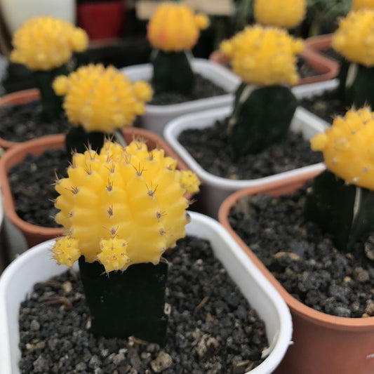 Moon Yellow Cactus (With Soil, Plant & Pot)