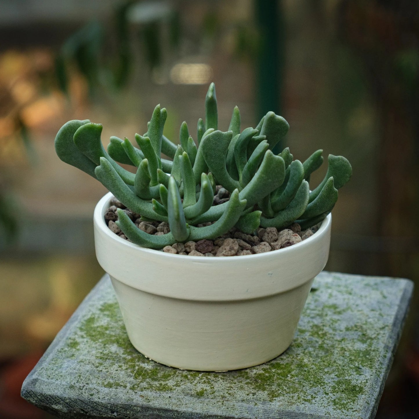 Rhombophyllum Dolabriforme (With Soil, Plant & Pot)