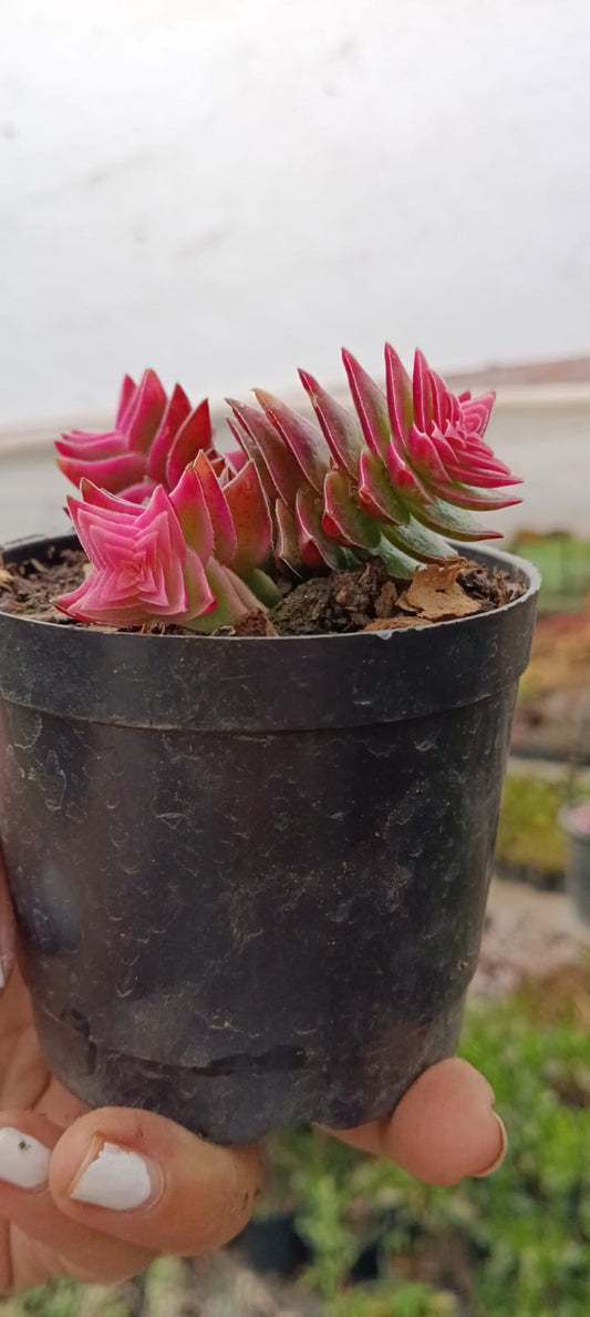 Pink Pagoda Village (Bare Rooted)