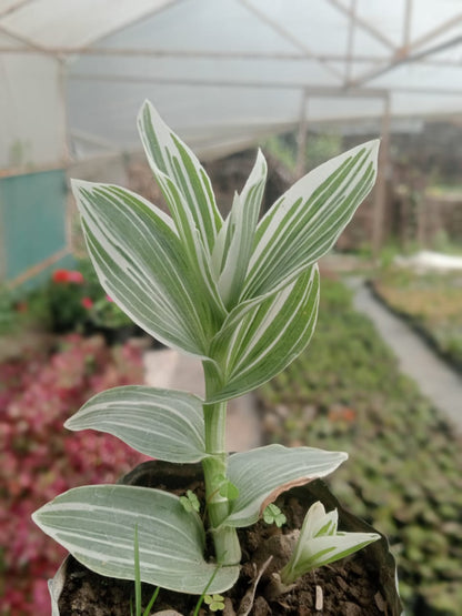Tradescantia Pistachio (Bare Rooted)