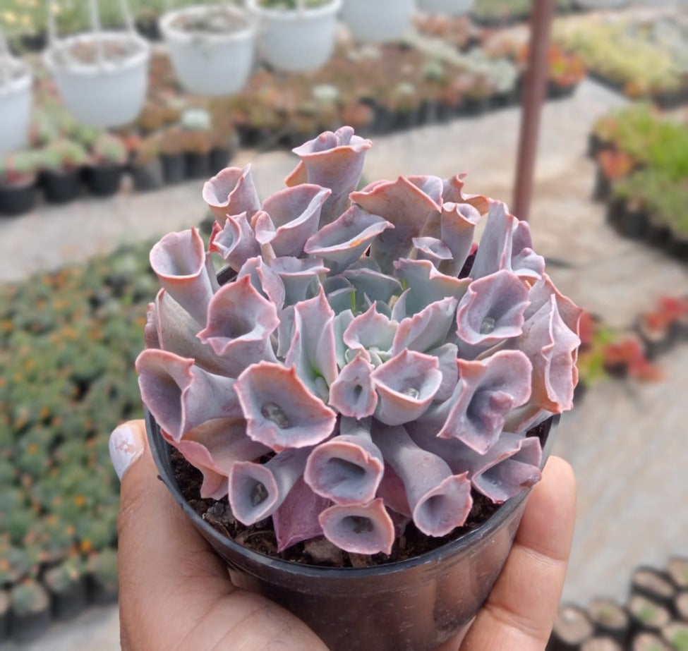Echeveria Trumpet Pinky (With Soil, Plant & Pot)