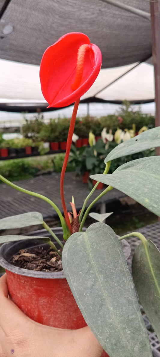Anthurium (Bare Rooted)