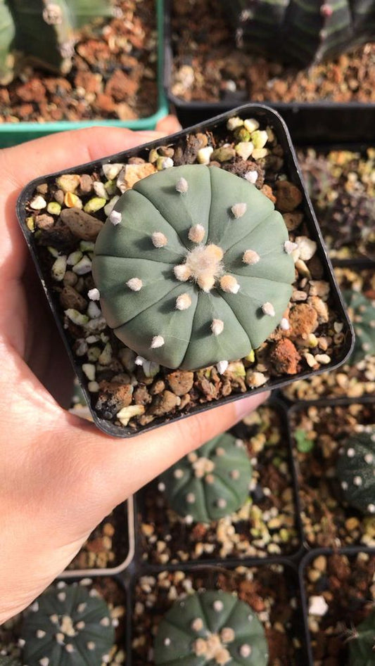 Dollar Cactus (Bare Rooted)