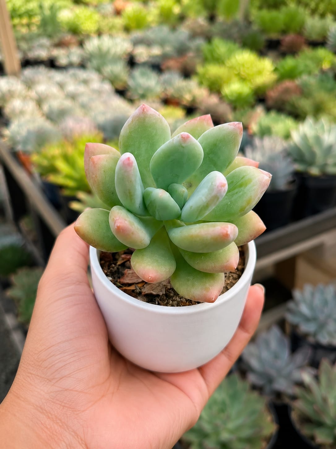 Red Tip Moonstone (With Soil, Plant & Pot)