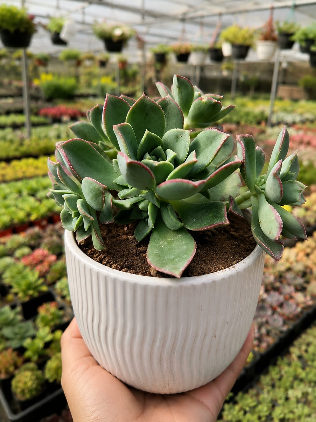 Aeonium Haworthii (With Soil, Plant & Pot)