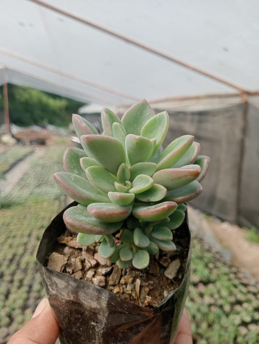 Graptopetalum amethystinum( Bare rooted)