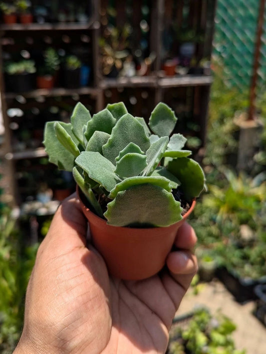 Kalanchoe Millotii  (Bare Rooted)