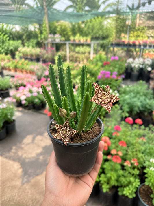 Stapelia Gigantea Cactus (Bare Rooted)