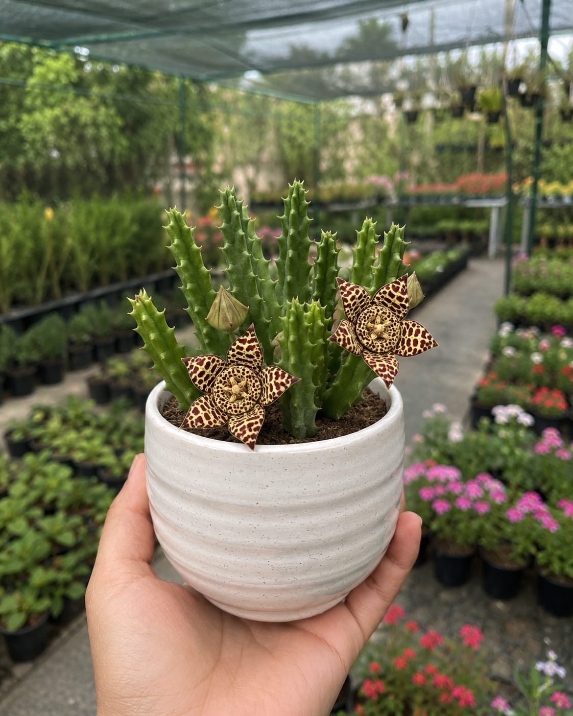 Huernia Schneideriana Cactus (Bare Rooted)