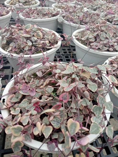 Variegated String of HEART 10-15" (With Soil, Plant & Pot)