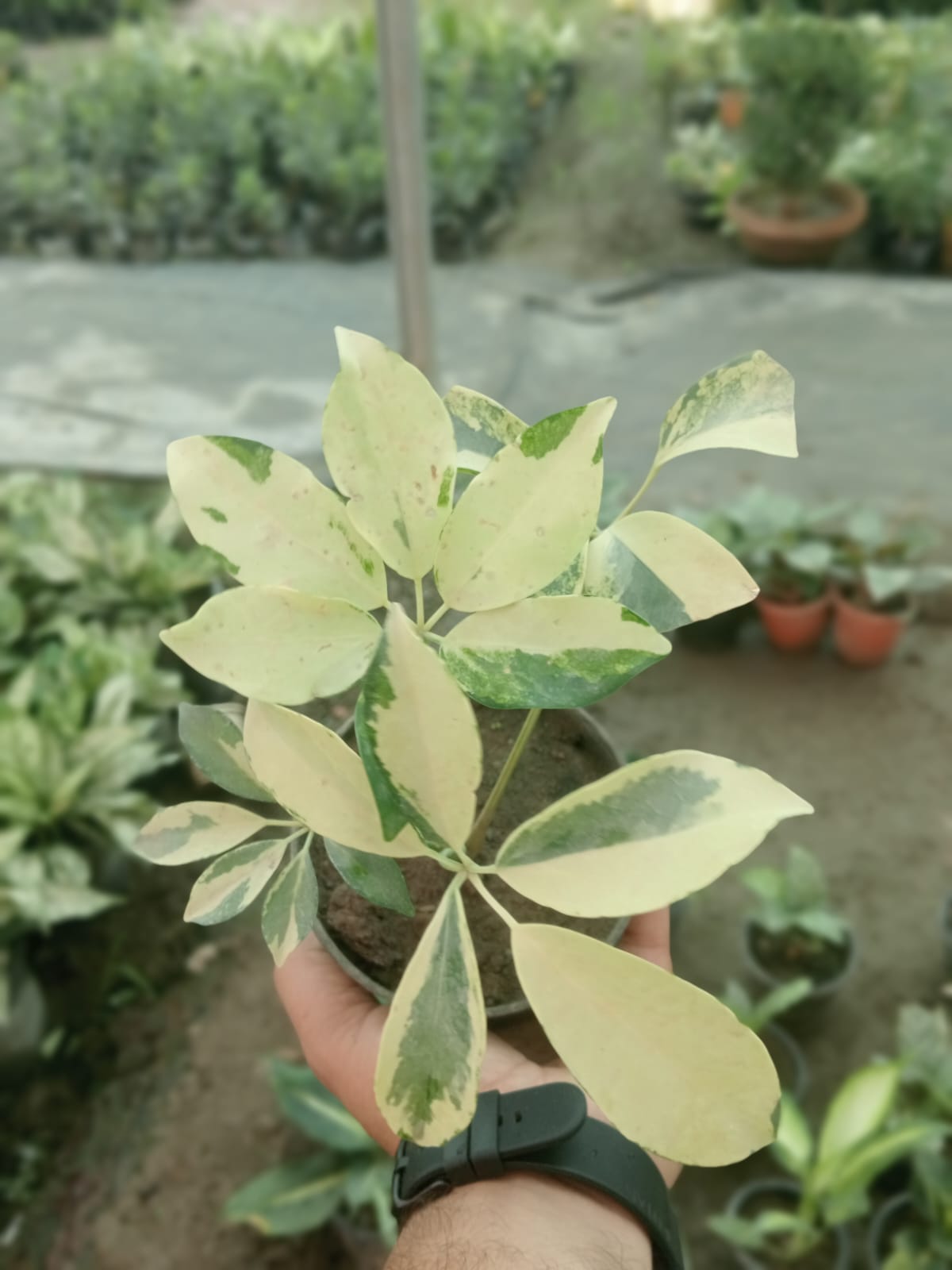 Schefflera Arboricola (With Soil, Plant & Pot)