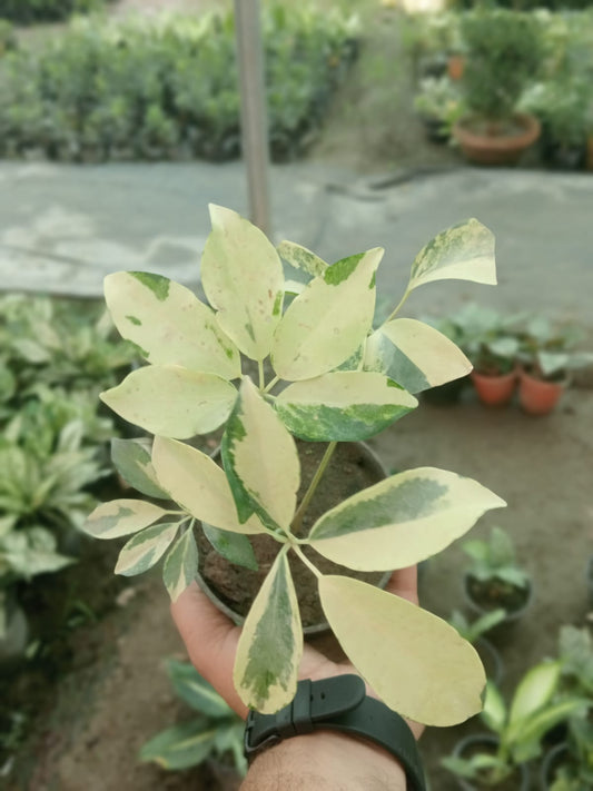 Schefflera Arboricola (With Soil, Plant & Pot)
