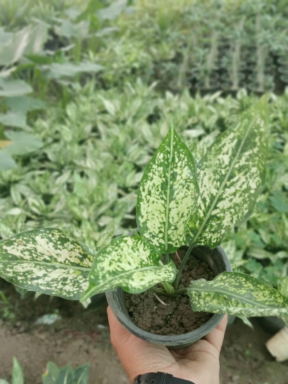 Aglaonema 'Snow White (With Soil, Plant & Pot)