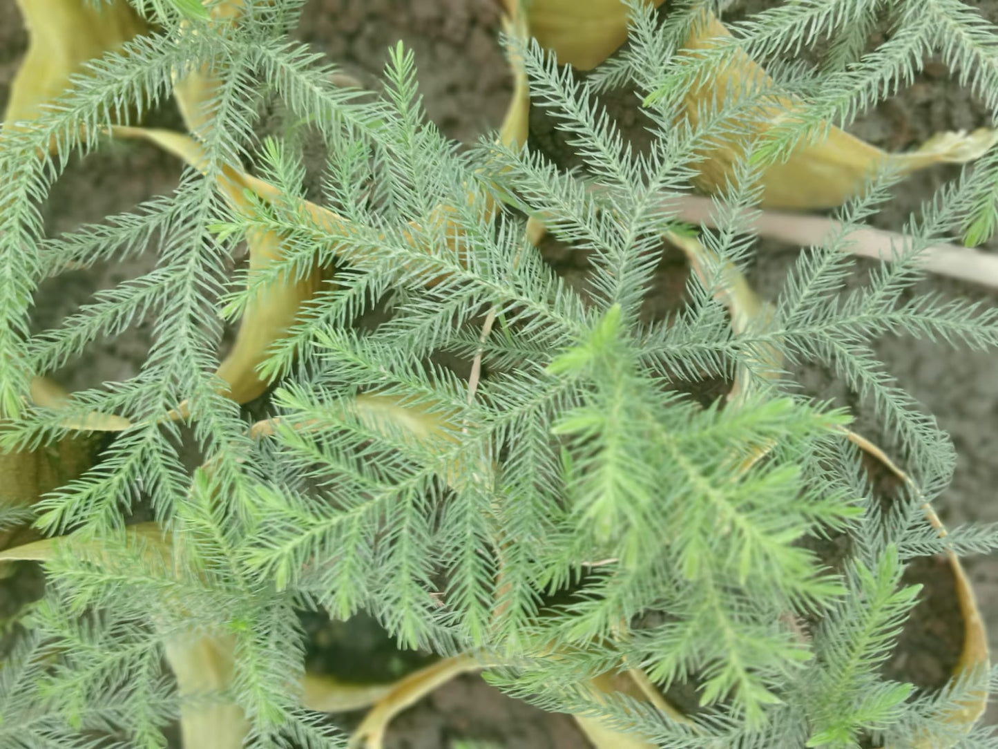Araucaria Columnaris (With Soil, Plant & Pot)