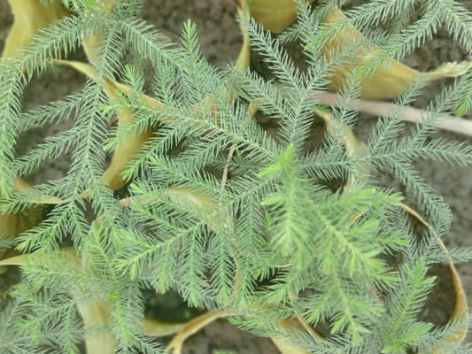 Araucaria Columnaris (With Soil, Plant & Pot)
