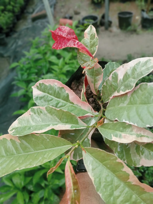 Excoecaria Cochinchinensis (With Soil, Plant & Pot)