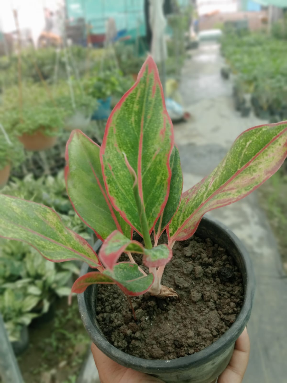 Aglaonema Lipstick (With Soil, Plant & Pot)