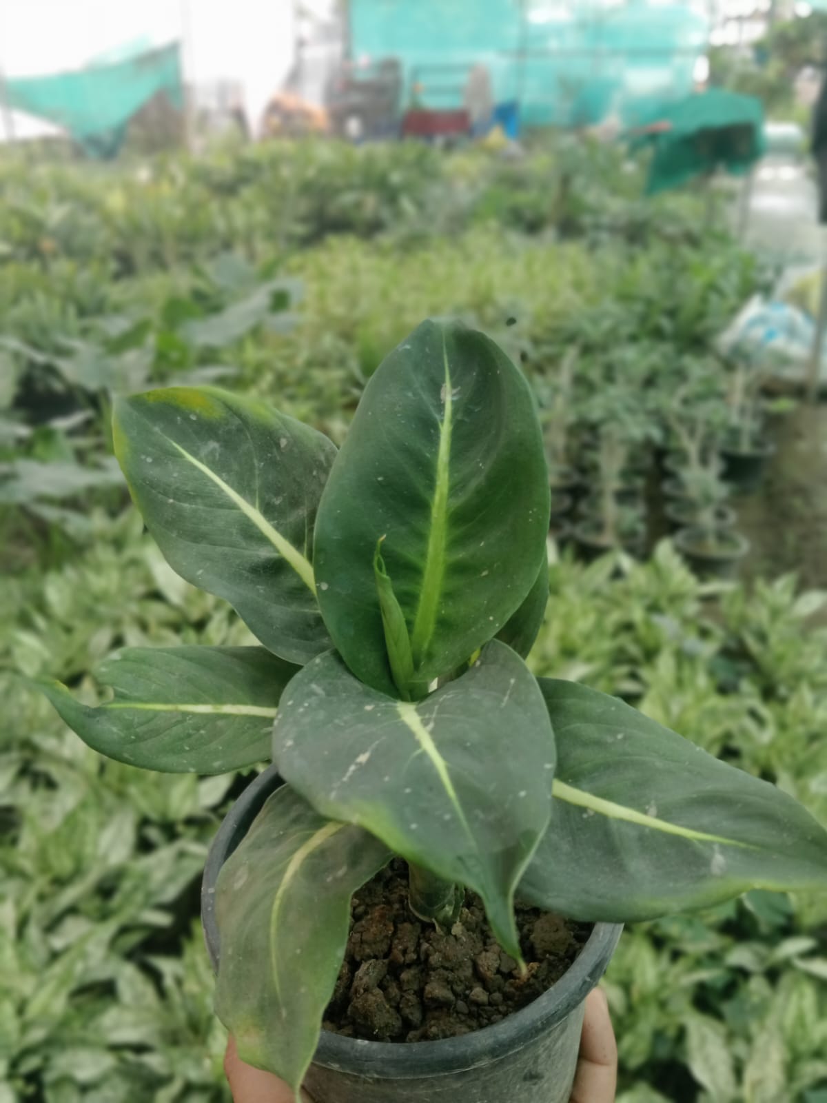 Dieffenbachia Maculata  (With Soil, Plant & Pot)